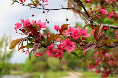 Close-up of pink cherry blossoms in spring