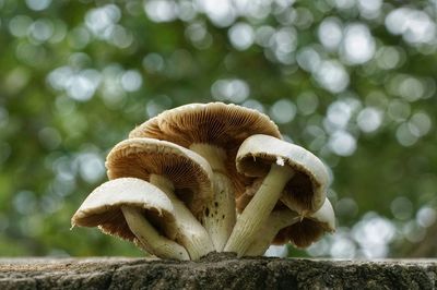 Close-up of mushroom growing on land