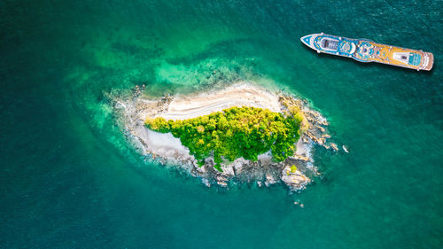 High angle view of coral in sea