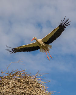 Low angle view of pelican flying against sky