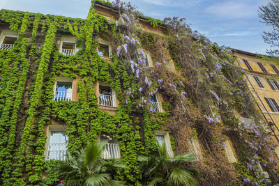 Building in rome with wisterya and green climbing plants