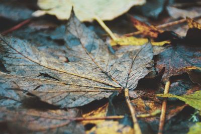 Close-up of dry maple leaves on field