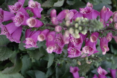 Close-up of pink flowers