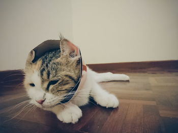 Close-up of cat lying on floor