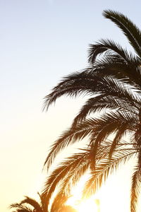 Low angle view of palm tree against clear sky