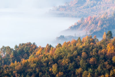Scenic view of trees in forest during autumn