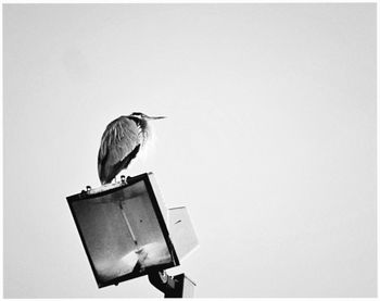 Low angle view of bird perching on the sky