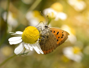 Close-up of butterfly pollinating on flower