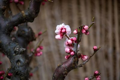 Close up of cherry blossom