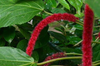 Close-up of red plant