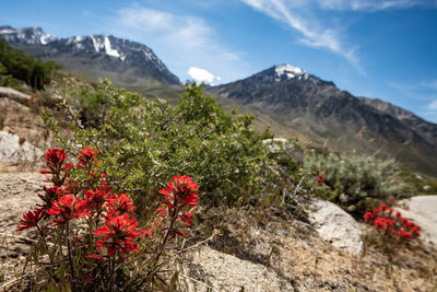 Red flowering plants and mountains against sky