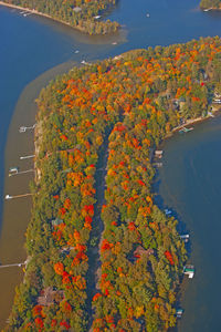 High angle view of flowering plants by trees during autumn