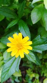 Close-up of yellow flowering plant