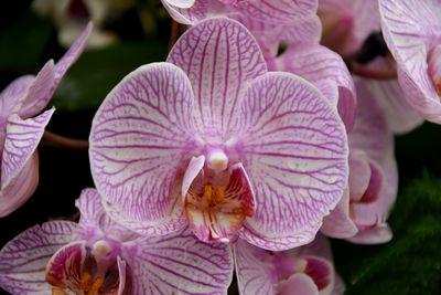 Close-up of pink flowering orchid 