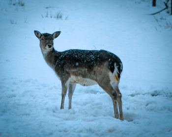 Deer on snow covered land