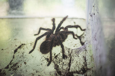 Close-up of spider on wall