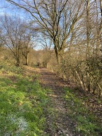 Bare trees on landscape