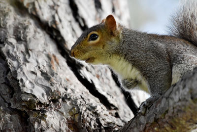 Close-up of squirrel