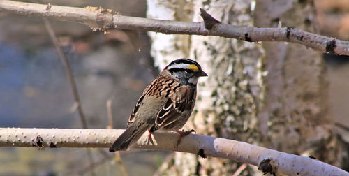 Close-up of bird perching on branch