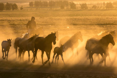 Horses on landscape during sunset