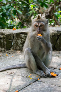 Close-up of cat against blurred background
