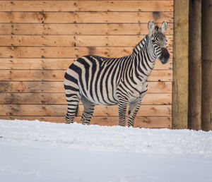 Zebra standing on snow covered land