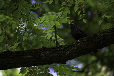 Low angle view of bird perching on branch