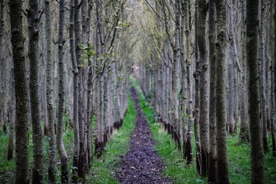 Panoramic view of pine trees in forest