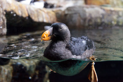 Close-up of duck swimming on lake