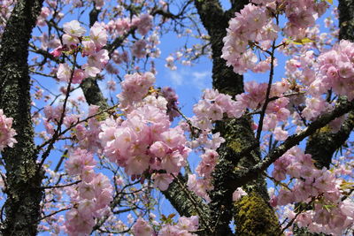 Low angle view of pink flowering tree