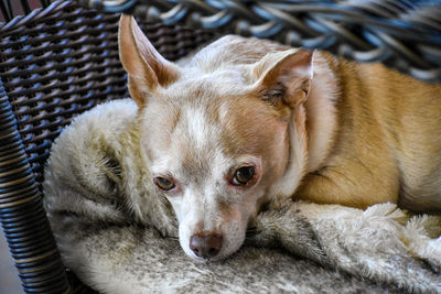 Close-up portrait of a dog