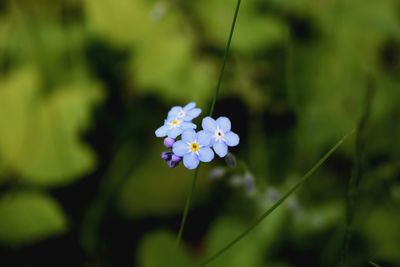 Close-up of white flowers