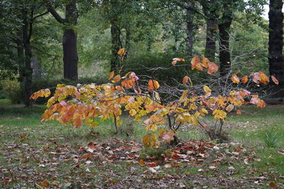 Autumn tree in field