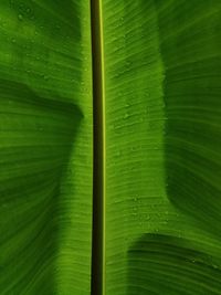 Full frame shot of green leaf