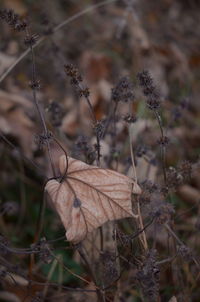 Close-up of dry plant