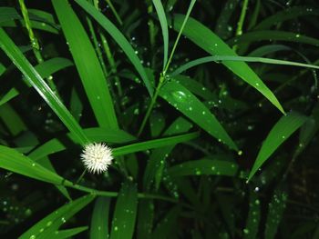 Close-up of water drops on grass