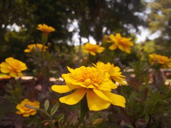 Close-up of yellow flowering plant on field