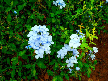Close-up of white flowers