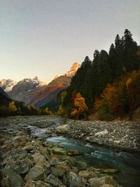 Scenic view of river amidst trees against clear sky