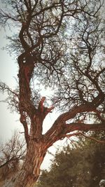 Low angle view of tree