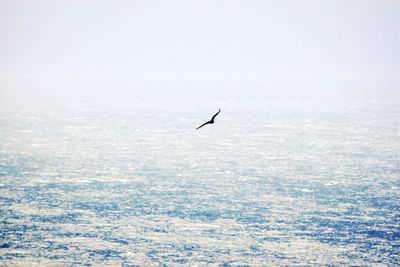 Birds flying over calm sea