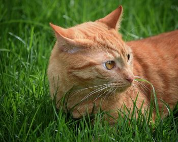 Close-up of cat on grass