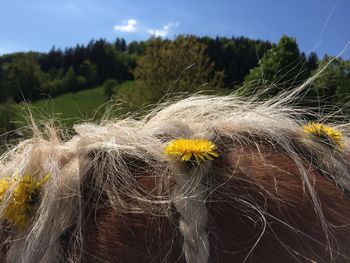 Close-up of yellow flowers