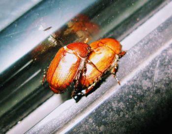 Close-up of insect on window