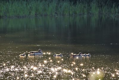 Ducks swimming in lake