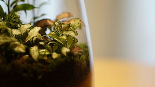 Close-up of plant in plate on table
