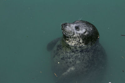 High angle view of seal in sea