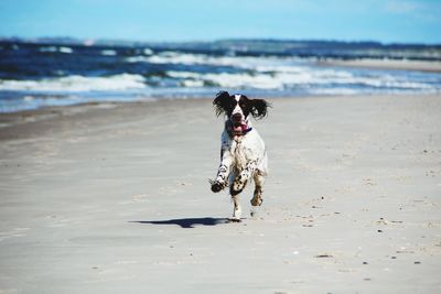 Dog running on beach