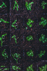 Full frame shot of plants growing on field