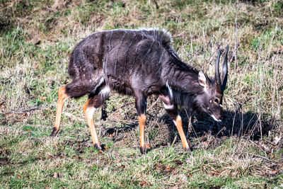 Deer in a field